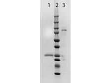 Goat Anti-Rabbit IgG antibody, Fab fragment. GTX26824