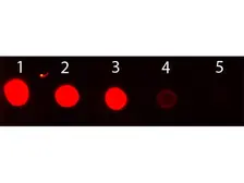 Chicken Anti-Rabbit IgG antibody (FITC). GTX26825