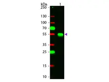 Chicken Anti-Rabbit IgG antibody (Rhodamine). GTX26826