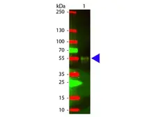 Chicken Anti-Rabbit IgG antibody (TxRd). GTX26827