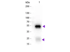 Chicken Anti-Rabbit IgG antibody (Biotin). GTX26828