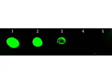 Chicken Anti-Rat IgG antibody (FITC). GTX26832