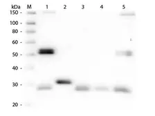Sheep Anti-Rat IgG antibody. GTX26847