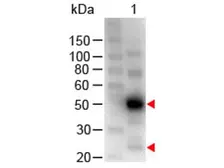 Chicken Anti-Human IgG antibody (HRP). GTX26864