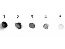 Goat Anti-Golden Syrian Hamster IgG antibody (AP). GTX26893