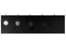 Rabbit Anti-Bovine IgG antibody (FITC). GTX26923