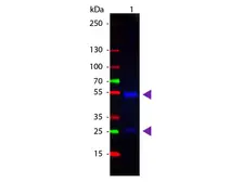 Donkey Anti-Goat IgG antibody, pre-adsorbed (Cy2). GTX26948