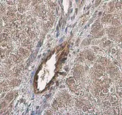 Anti-VWF antibody used in IHC (Paraffin sections) (IHC-P). GTX26994