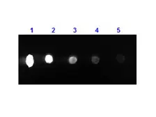 Rabbit Anti-Mouse IgG antibody, F(ab')2 fragment, pre-adsorbed (PE). GTX27000