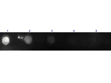 Donkey Anti-Goat IgG antibody, F(ab')2 fragment, pre-adsorbed (PE). GTX27004