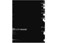 Anti-Phycoerythrin B antibody used in Western Blot (WB). GTX27011