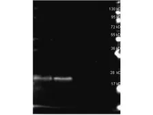 Anti-Phycoerythrin B antibody used in Western Blot (WB). GTX27011