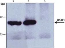 Anti-HDAC1 antibody used in Immunoprecipitation (IP). GTX27028