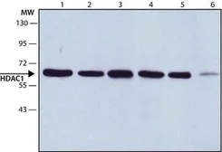 Anti-HDAC1 antibody used in Western Blot (WB). GTX27028