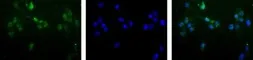 Anti-MGMT antibody [MT 23.2] used in Immunocytochemistry/ Immunofluorescence (ICC/IF). GTX27045