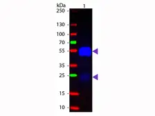 Goat Anti-Rabbit IgG antibody, Fab fragment (FITC). GTX27050