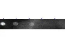 Goat Anti-Rabbit IgG antibody, Fab fragment (Rhodamine). GTX27051