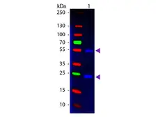 Donkey Anti-Mouse IgG antibody, pre-adsorbed (FITC). GTX27057