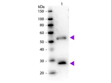 Donkey Anti-Mouse IgG antibody, pre-adsorbed (HRP). GTX27061