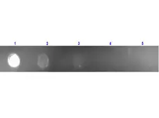 Rabbit Anti-Mouse IgG antibody, pre-adsorbed (Rhodamine). GTX27072