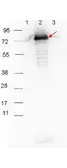 Goat Anti-Rabbit IgG antibody, pre-adsorbed (HRP). GTX27090