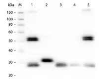 Goat Anti-Rat IgG antibody, pre-adsorbed. GTX27092