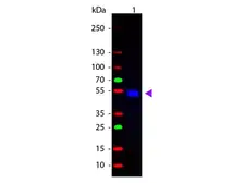 Goat Anti-Rat IgG antibody, pre-adsorbed (FITC). GTX27093