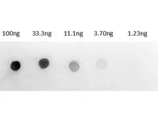Rabbit Anti-Rat IgG antibody, pre-adsorbed (AP). GTX27105
