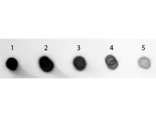 Goat Anti-Guinea Pig IgG antibody, pre-adsorbed (AP). GTX27140