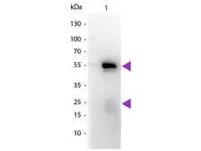Goat Anti-Rabbit IgG antibody, Fab fragment (HRP). GTX27171