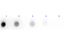 Goat Anti-Rat IgG antibody, Fab fragment. GTX27172