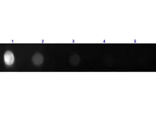Goat Anti-Rat IgG antibody, Fab fragment (FITC). GTX27173