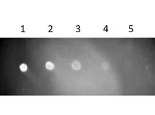Goat Anti-Rat IgG antibody, Fab fragment (TxRd). GTX27175