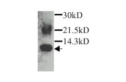 Anti-Eotaxin antibody used in Western Blot (WB). GTX27197