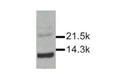 Anti-IL15 antibody used in Western Blot (WB). GTX27213