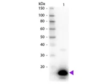 Anti-Avidin antibody (Biotin) used in Western Blot (WB). GTX27235