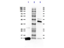 Anti-Streptavidin antibody (HRP) used in Western Blot (WB). GTX27239