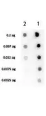 Anti-Streptavidin antibody (Biotin) used in Dot blot (Dot). GTX27241