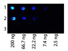 Anti-Protein G antibody (FITC) used in Dot blot (Dot). GTX27249