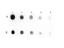 Anti-Protein G antibody (Biotin) used in Dot blot (Dot). GTX27251