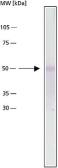 Anti-alpha Tubulin antibody [DM1A] used in Western Blot (WB). GTX27291