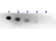 Anti-Alkaline phosphatase (intestinal) antibody (Biotin) used in Dot blot (Dot). GTX27323