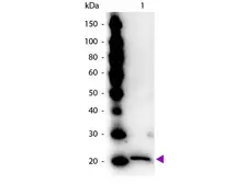 Anti-Ferritin antibody used in Western Blot (WB). GTX27332