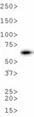 Anti-Firefly Luciferase antibody [Luci 21 1-107] used in Western Blot (WB). GTX27358