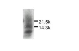Anti-MDC antibody used in Western Blot (WB). GTX27362