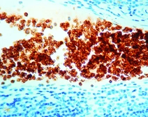 Anti-Glycophorin A antibody [JC159] (ready-to-use) used in IHC (Paraffin sections) (IHC-P). GTX27503