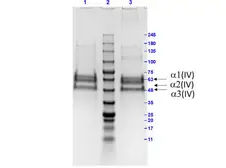 Bovine Collagen IV protein. GTX27529-pro