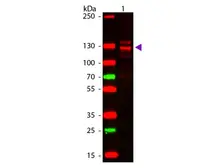 Human Collagen I protein. GTX27533-pro