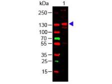 Human Collagen III protein. GTX27535-pro