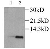 Anti-MIP1 alpha antibody used in Western Blot (WB). GTX27738